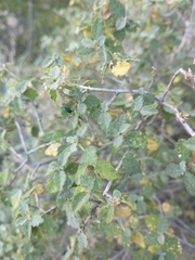 Bernardia incana (Bernardia incana)