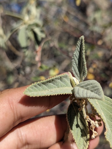 Bernardia lagunensis (Bernardia lagunensis)
