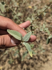 Bernardia lagunensis (Bernardia lagunensis)