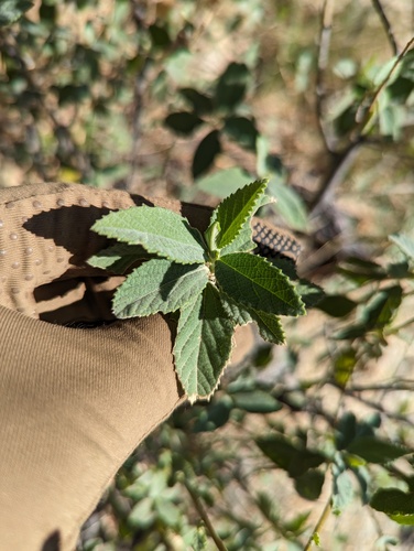 Bernardia lagunensis (Bernardia lagunensis)