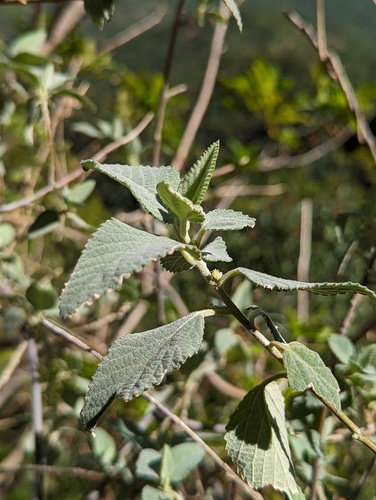 Bernardia lagunensis (Bernardia lagunensis)