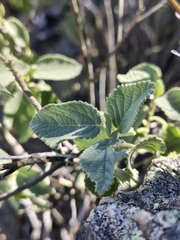 Bernardia lagunensis (Bernardia lagunensis)
