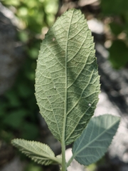 Bernardia lagunensis (Bernardia lagunensis)