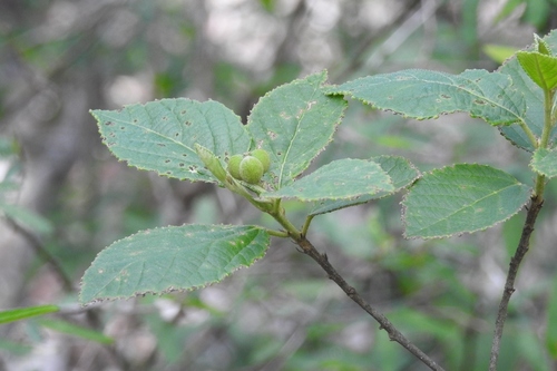 Bernardia mexicana (Bernardia mexicana)