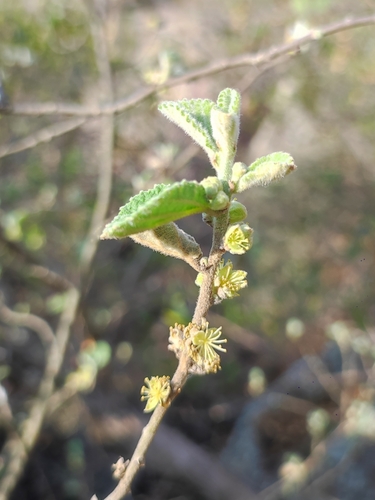 Bernardia mexicana (Bernardia mexicana)