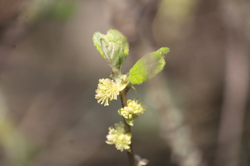 Bernardia mexicana (Bernardia mexicana)