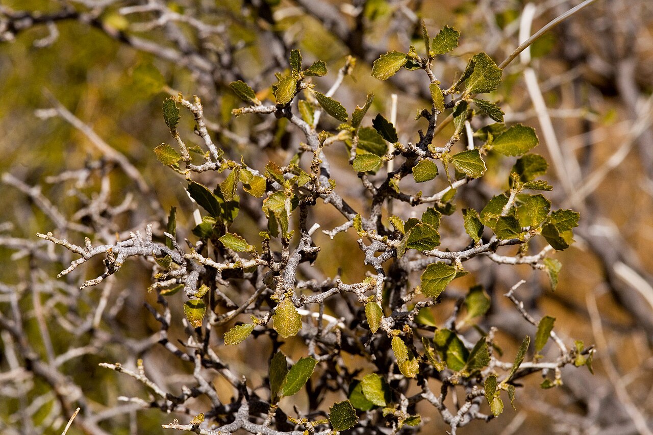 Desert myrtlecroton: Bernardia obovata , Bear Canyon, south of Bennett Mountain, San Andres Mountains, Doña Ana County, New Mexico, 9 Feb 2010.