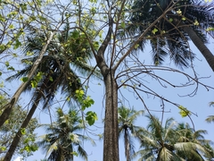 Berrya cordifolia (Berrya cordifolia)