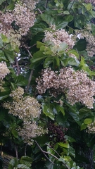 Berrya cordifolia (Berrya cordifolia)