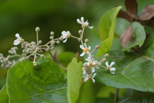 Berrya cordifolia (Berrya cordifolia)