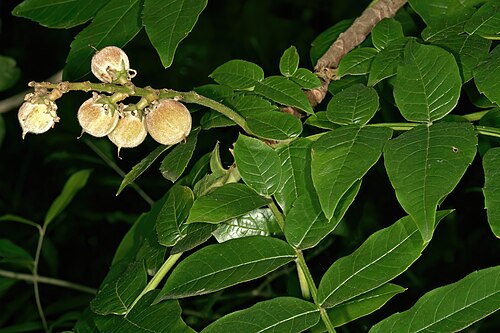 Bersama abyssinica: Bersama abyssinica , developing fruit; Lowveld National Botanical Garden, Nelspruit, Mpumalanga, South Africa