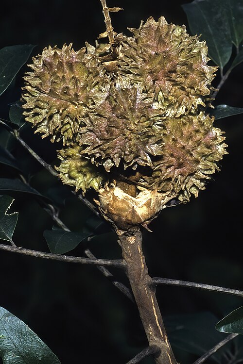 Coastal white-ash: Bersama swinnyi , fruit; Vernon Crookes Nature Reserve, Scottburgh, KwaZulu-Natal, South Africa