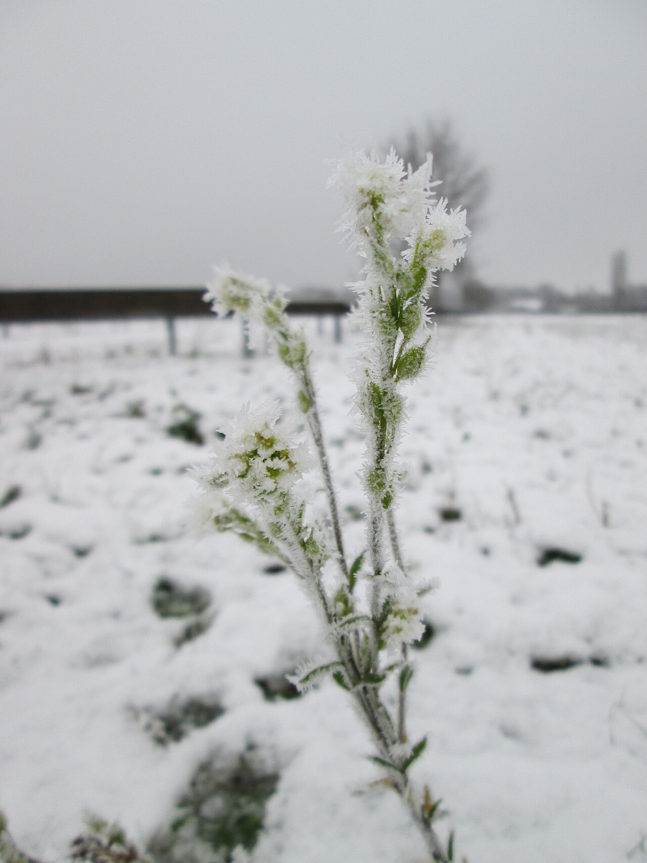 Hoary alyssum: Vereiste Graukresse ( Berteroa incana ) auf der Parkplatzwiese am Nordring in Hockenheim nach dem Wintereinbruch am 1. Dezember 2017