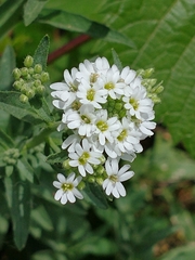 Hoary alyssum (Berteroa incana)