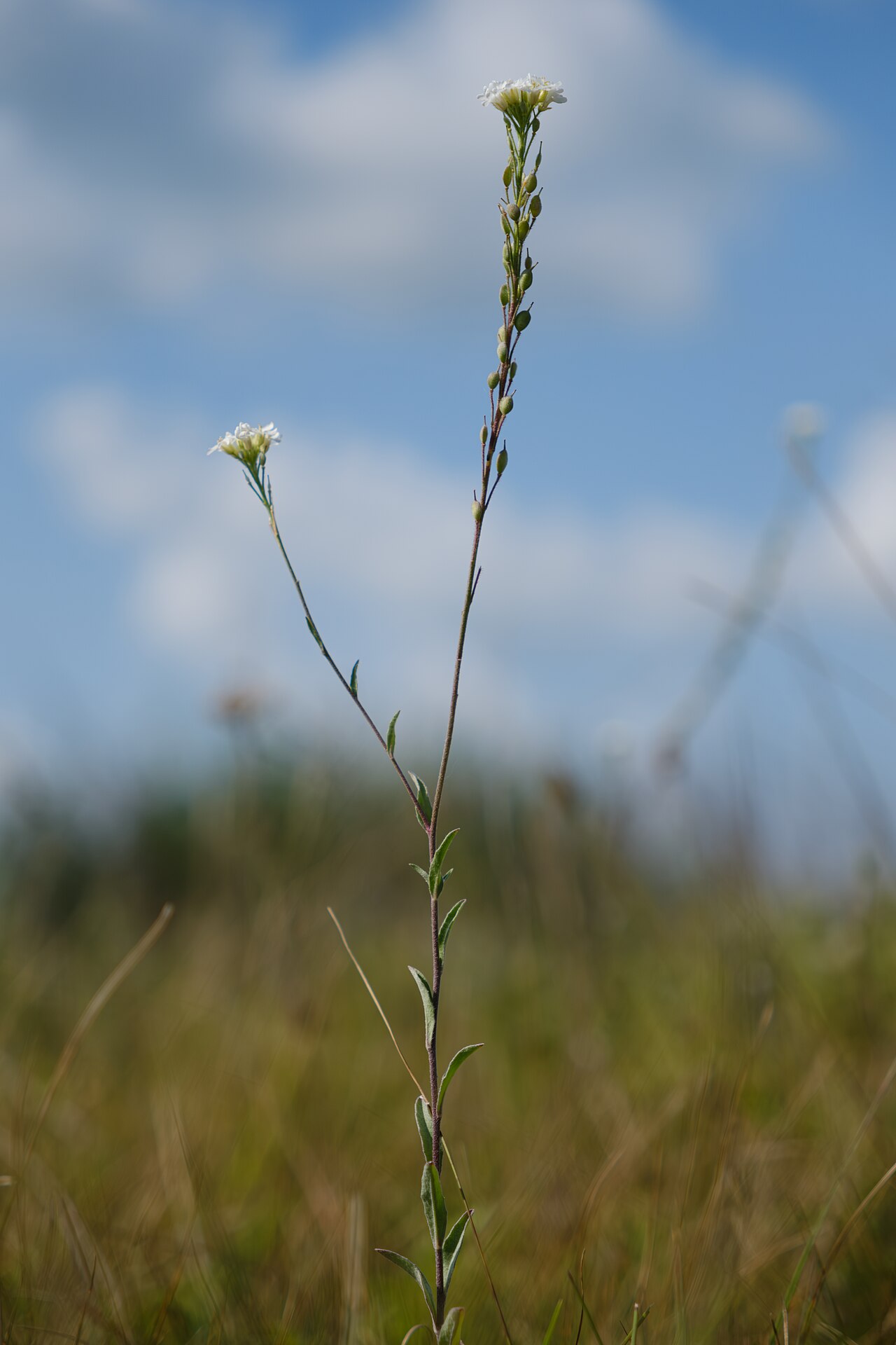 Hoary alyssum: Hoary Alyssum Berteroa incana , Glacial Ridge National Wildlife Refuge, Polk County, Minnesota, USA