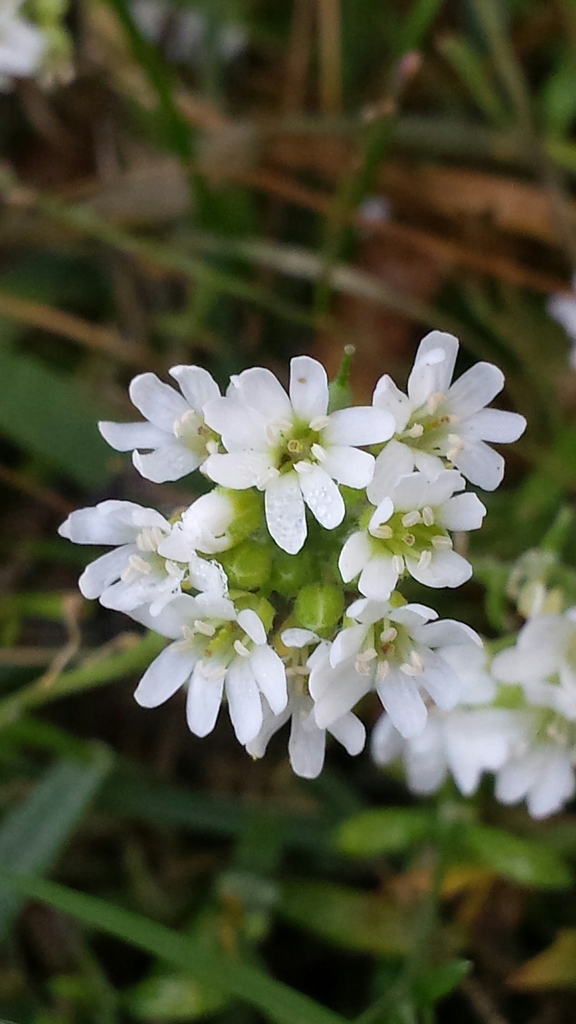 Hoary alyssum (Berteroa incana)