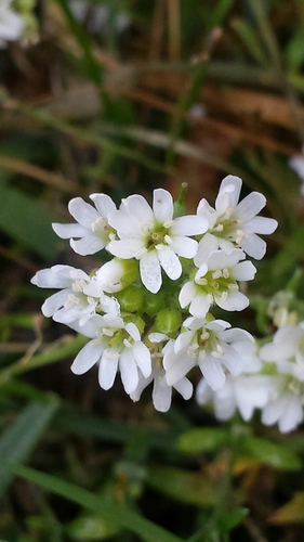 Hoary alyssum (Berteroa incana)