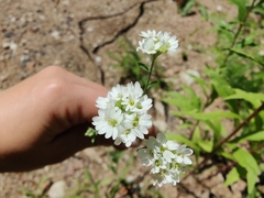Hoary alyssum (Berteroa incana)