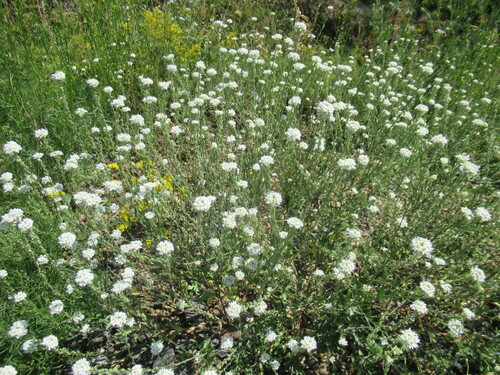 Hoary alyssum (Berteroa incana)