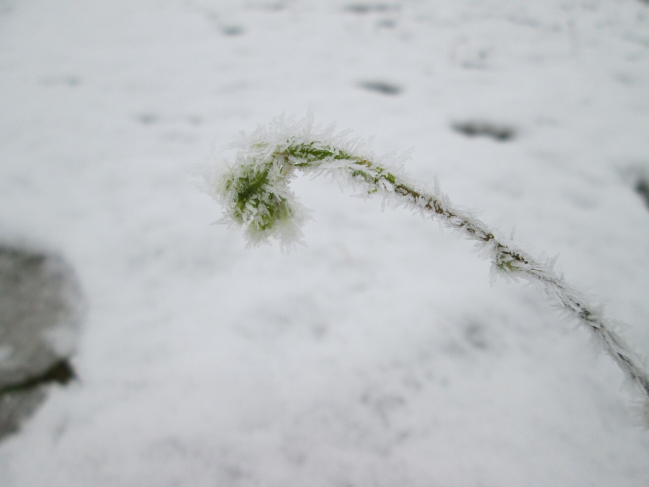 Hoary alyssum: Vereiste Graukresse ( Berteroa incana ) auf der Parkplatzwiese am Nordring in Hockenheim nach dem Wintereinbruch am 1. Dezember 2017
