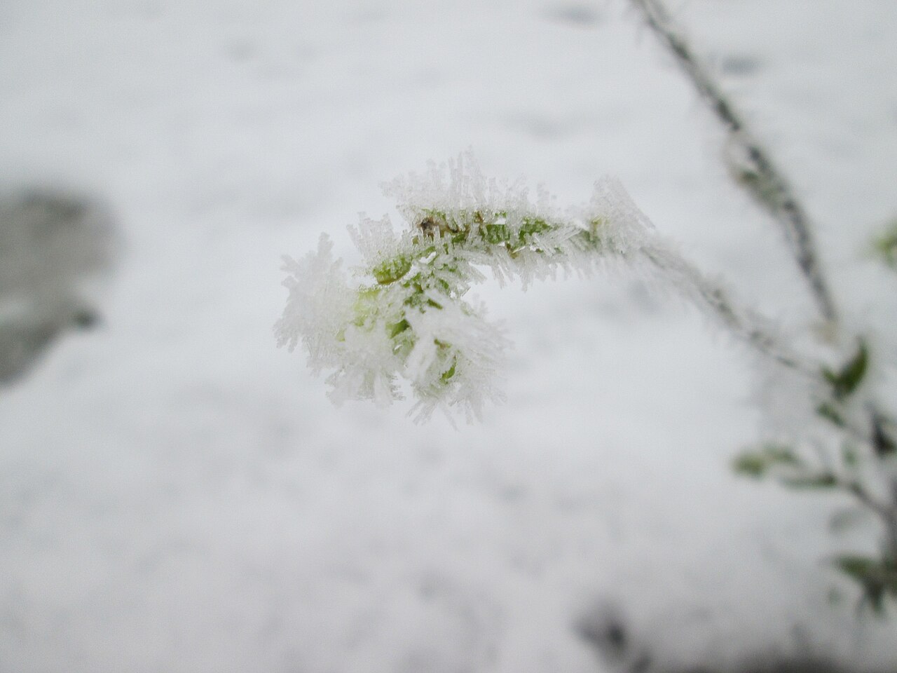 Hoary alyssum: Vereiste Graukresse ( Berteroa incana ) auf der Parkplatzwiese am Nordring in Hockenheim nach dem Wintereinbruch am 1. Dezember 2017