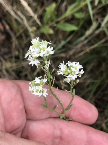 Hoary alyssum (Berteroa incana)