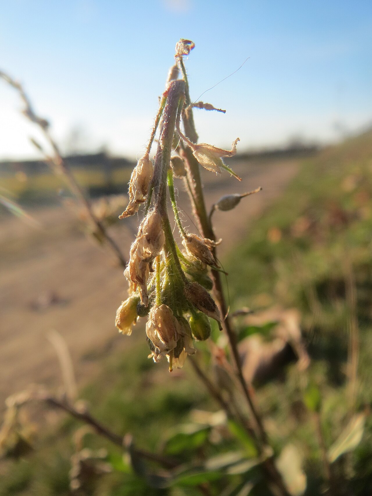 Hoary alyssum: Graukresse ( Berteroa incana ) in Hockenheim