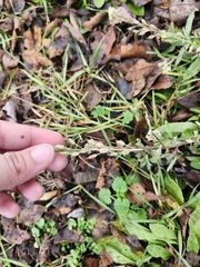 Hoary alyssum (Berteroa incana)