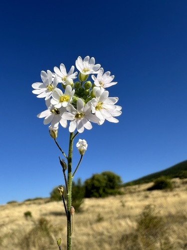 Roadside false madwort (Berteroa mutabilis)