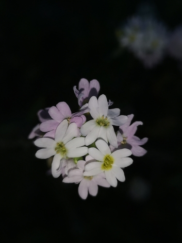 Roadside false madwort (Berteroa mutabilis)