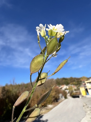 Roadside false madwort (Berteroa mutabilis)