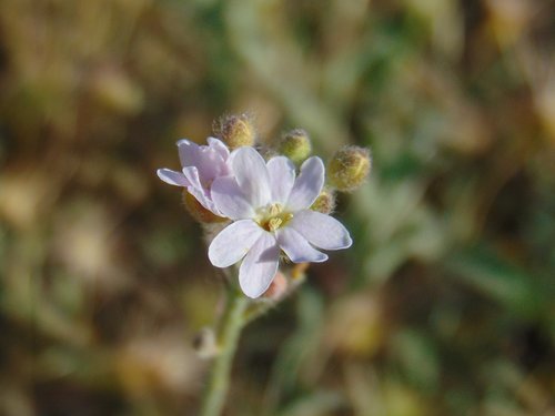 Roadside false madwort (Berteroa mutabilis)