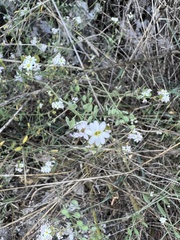 Roadside false madwort (Berteroa mutabilis)
