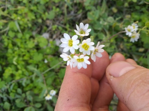 Roadside false madwort (Berteroa mutabilis)