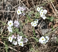 Roadside false madwort (Berteroa mutabilis)