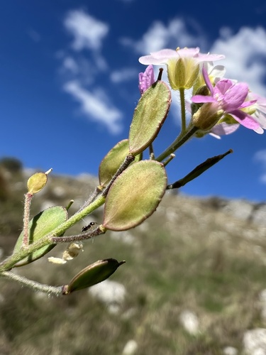 Roadside false madwort (Berteroa mutabilis)
