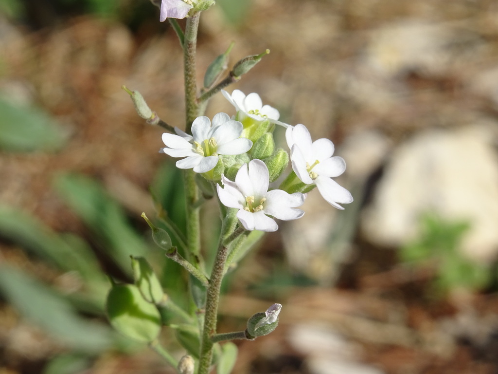 Berteroa obliqua (Berteroa obliqua)
