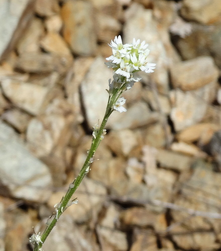 Berteroa obliqua (Berteroa obliqua)