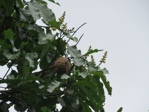 Brazil-nut tree (Bertholletia excelsa)