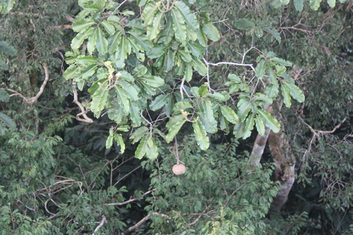 Brazil-nut tree (Bertholletia excelsa)