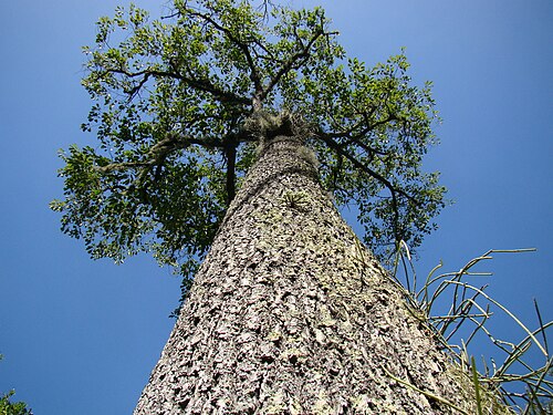 Brazil-nut tree: Jardim Botânico Rio de Janeiro