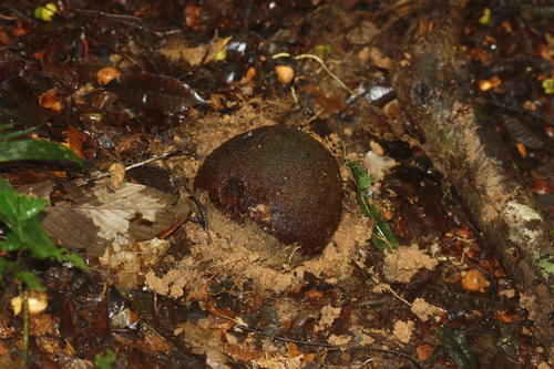 Brazil-nut tree (Bertholletia excelsa)