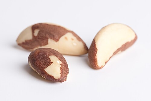 Brazil-nut tree: Bertholletia excelsa seeds closeup