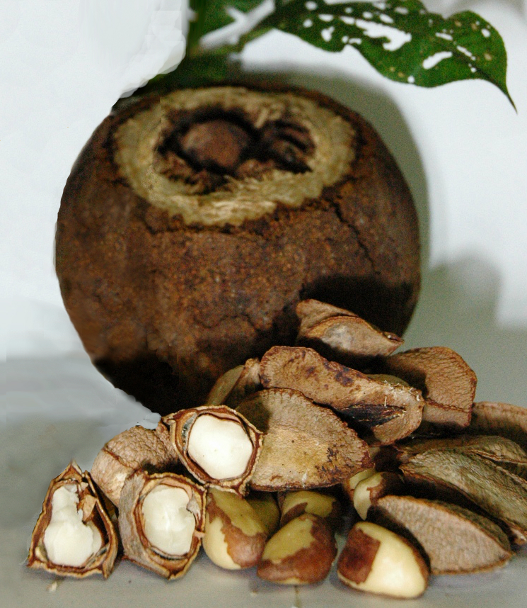 Brazil-nut tree: Brazil nut (Pará's nut) fruit and seeds. Part of the fruit is reconstructed. The original file has an oil bottle on one side: File:Castanha-copl6.JPG