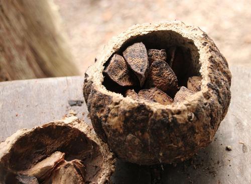 Brazil-nut tree (Bertholletia excelsa)