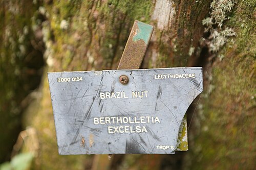 Brazil-nut tree: Bertholletia Excelsa - Jardin Botanique Limbé Cameroun
