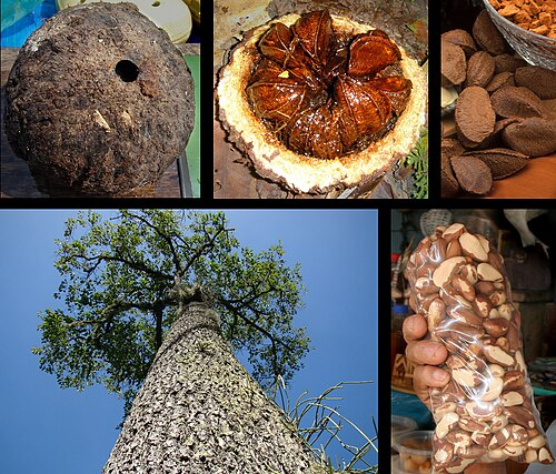 Brazil-nut tree: Bertholletia excelsa , Brazil nut tree. "Castaña de Pará" (Argentina).