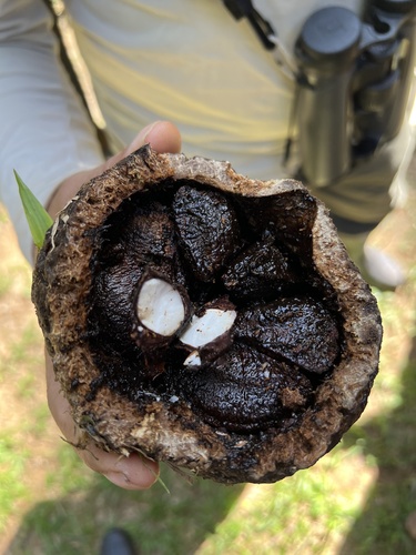 Brazil-nut tree (Bertholletia excelsa)