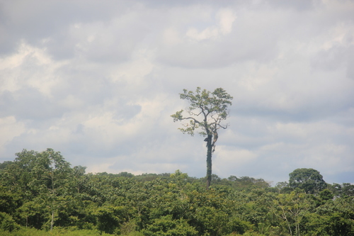 Brazil-nut tree (Bertholletia excelsa)