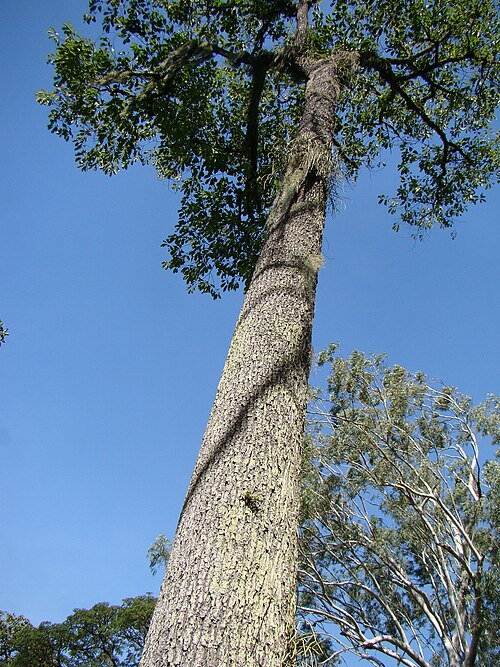 Brazil-nut tree: Jardim Botânico Rio de Janeiro